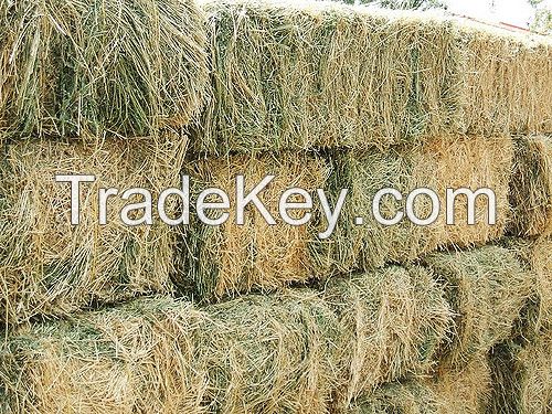 Dehydrated Alfalfa or Alfalfa/Lucerne Hay Bales / timothy hay bales