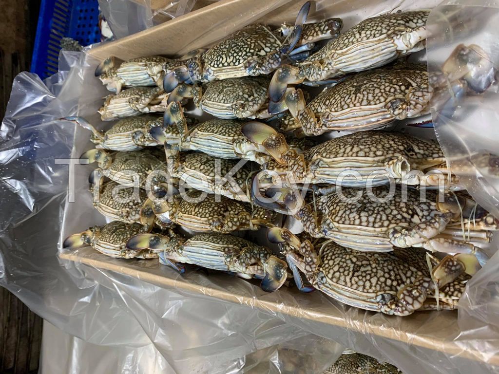 Blue Swimming Crab