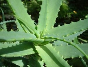 aloe polysaccharide