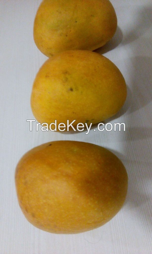 Fresh Alphonso and Kesar Mangoes