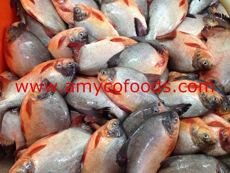 Frozen Red Pomfret/Pacu Whole Round