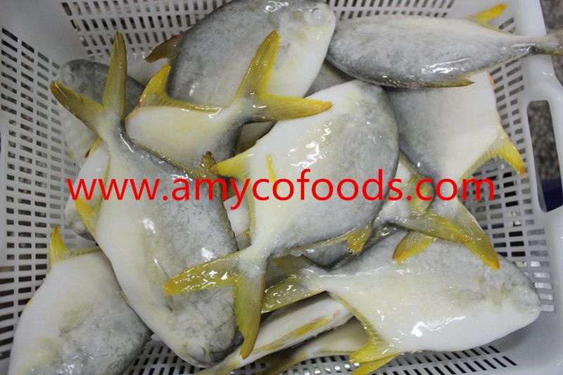 Frozen Golden Pompano with high quality low price