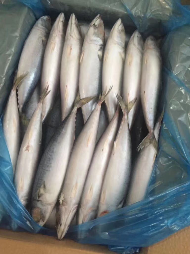 Pacific mackerel WR with high quality and competitive price