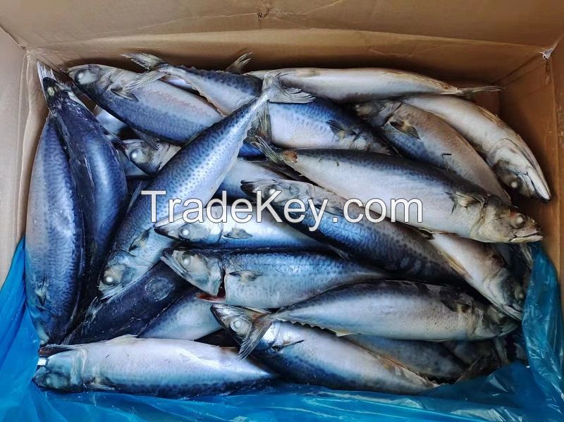 Pacific mackerel WR with high quality and competitive price