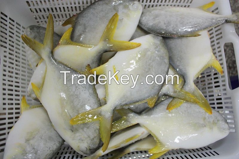 Frozen Golden Pompano with high quality low price