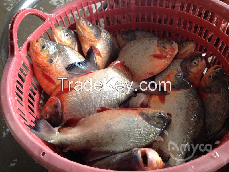 Frozen Red Pomfret/Pacu Whole Round