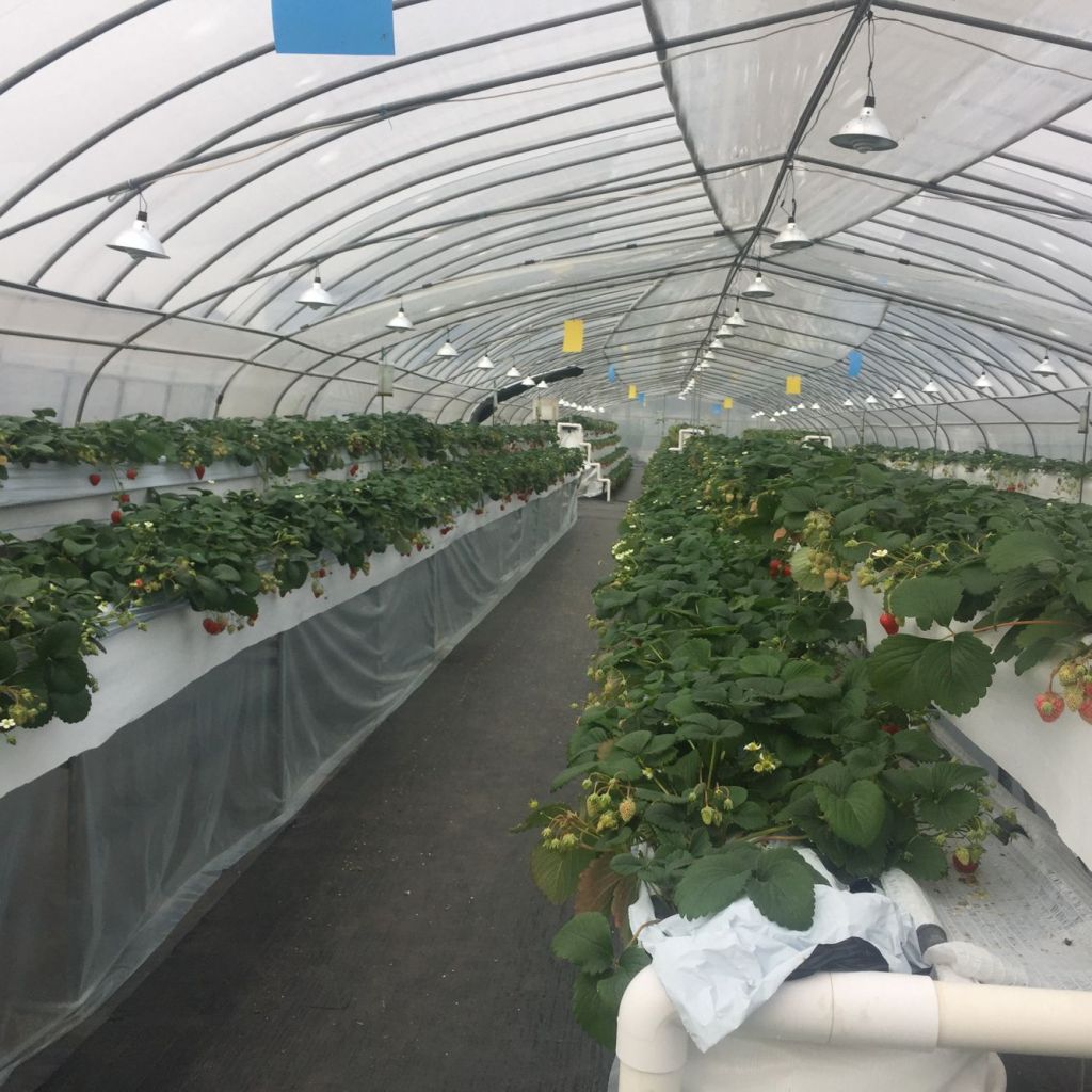 2018 New Model Film Tunnel Greenhouse with Covering