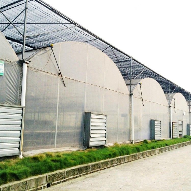 Strong Steel Structure Multi-Span Walk-in Greenhouse for Vegetable