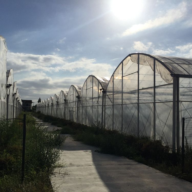 Strong Steel Structure Multi-Span Walk-in Greenhouse for Vegetable