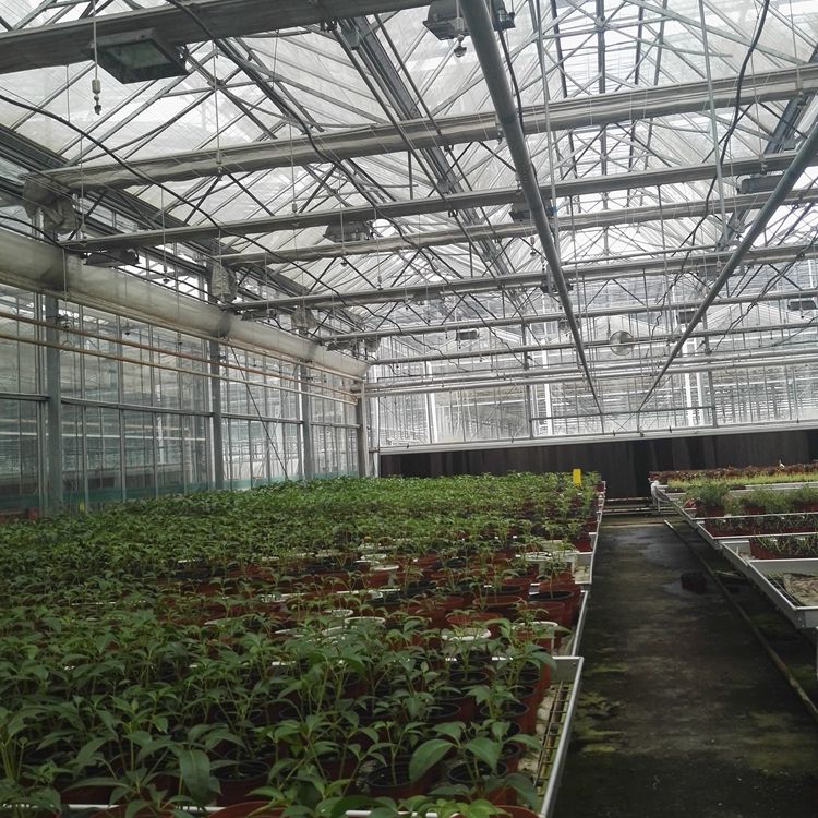 Experienced Factory Price Multi Span Glass Greenhouse