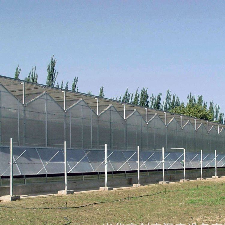 Customized Service Plastic Sheet Greenhouse for Vegetables