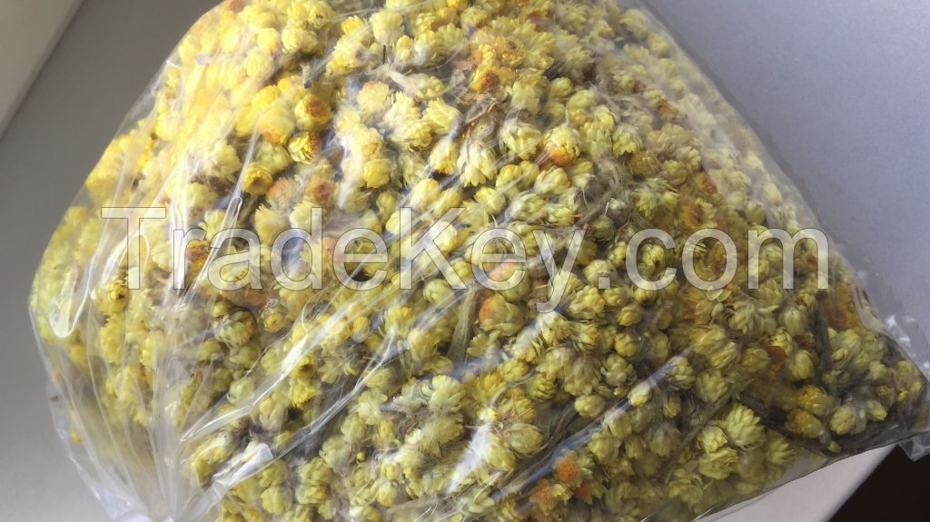 dried helichrysum flowers