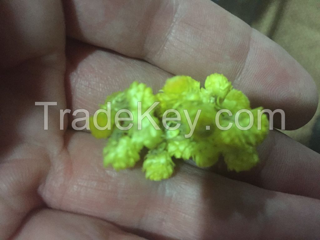 dried helichrysum flowers