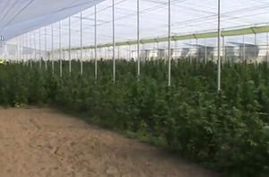 Modern Design Cheapest Hot Sale Plastic Marijuana Greenhouse 