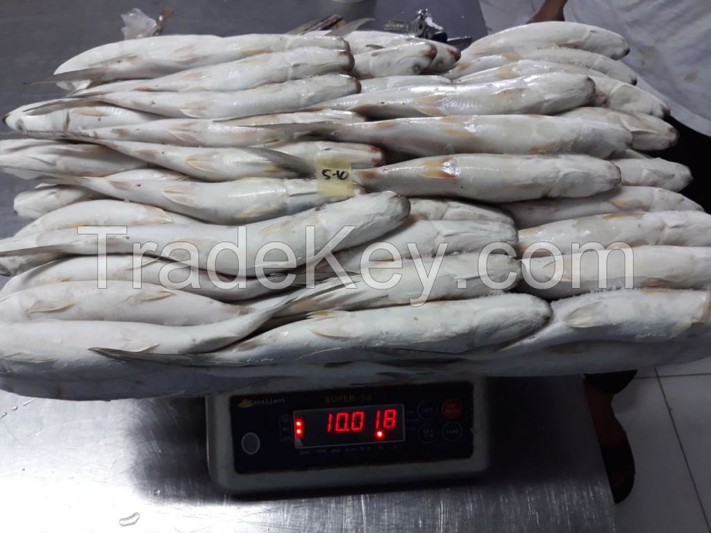 FROZEN WHOLE MILKFISH