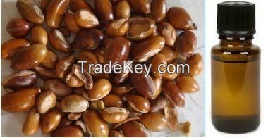 madhuca logifolia seed flower and oil