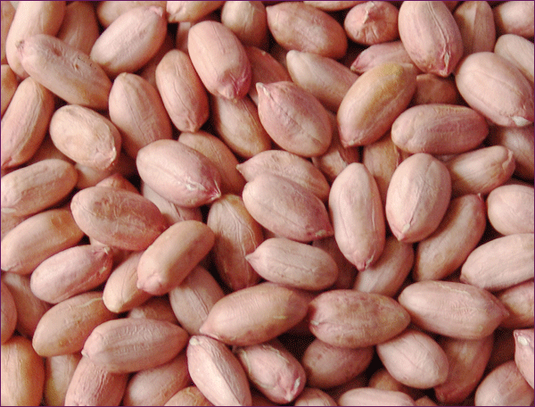 peanut kernel