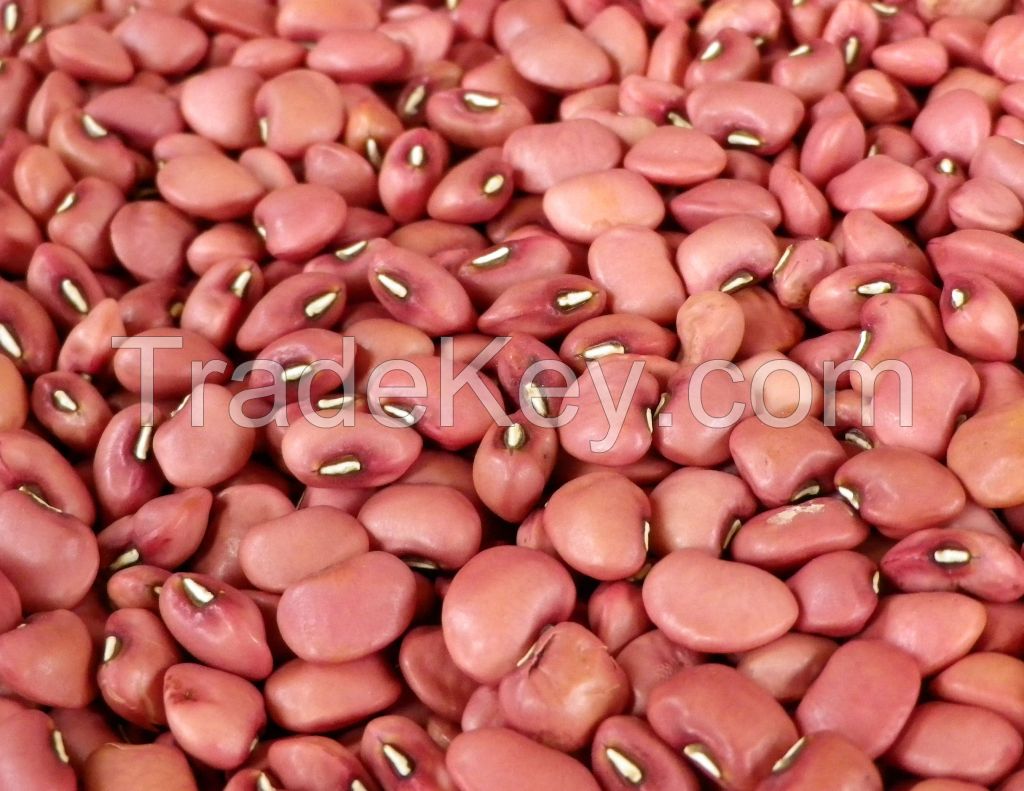 RED COW PEAS