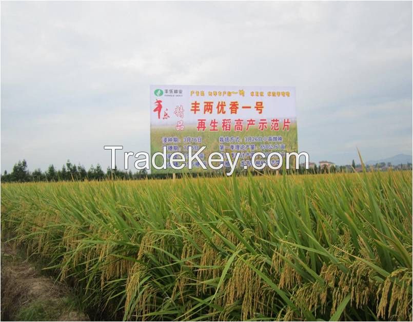 hybrid rice seed