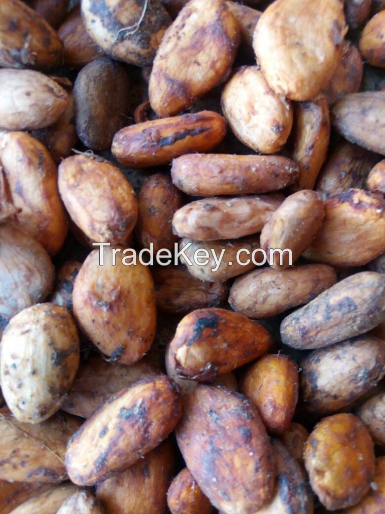 Cocoa Beans