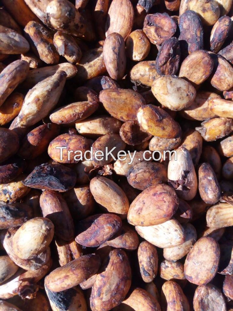 Cocoa Beans