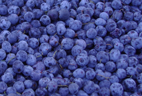 sell blueberry plant extract(sales5 at lgberry dot com dot cn )