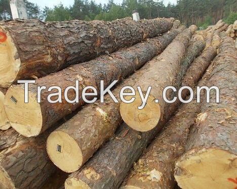 Pine wood Logs