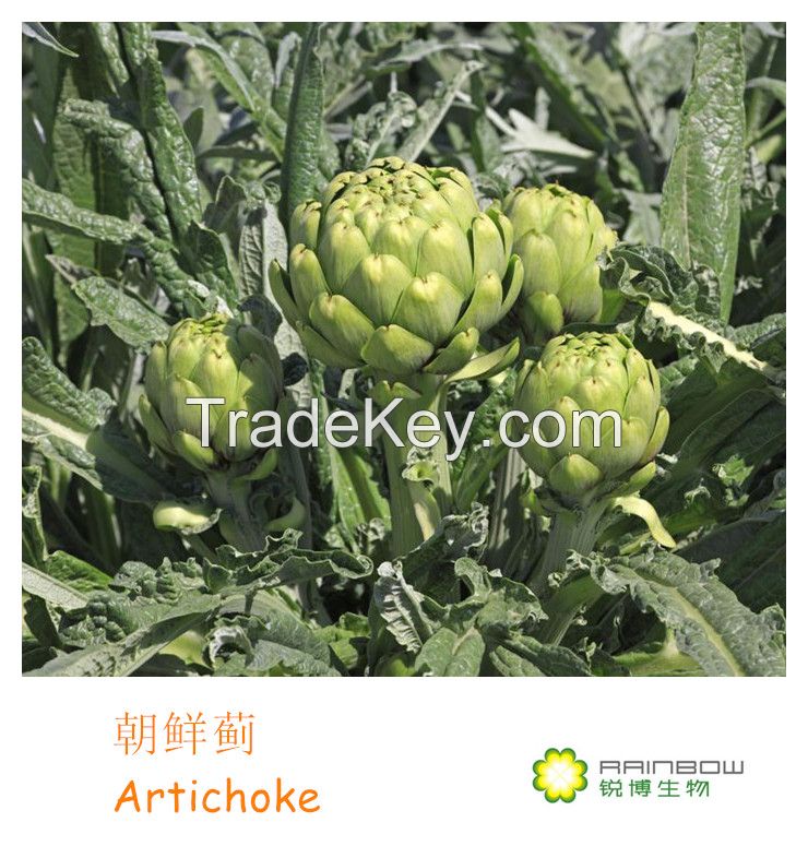 Artichoke Extract-2.5% Cynarin