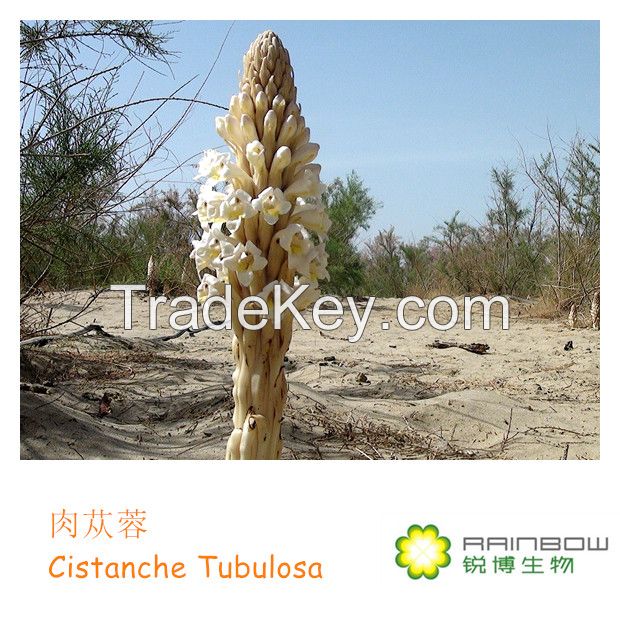 Cistanche Tubulosa Extract-Echinacoside,Acteoside