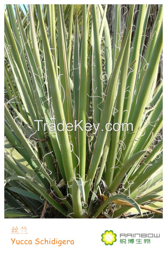 Yucca Extract- 10~60%Saponins