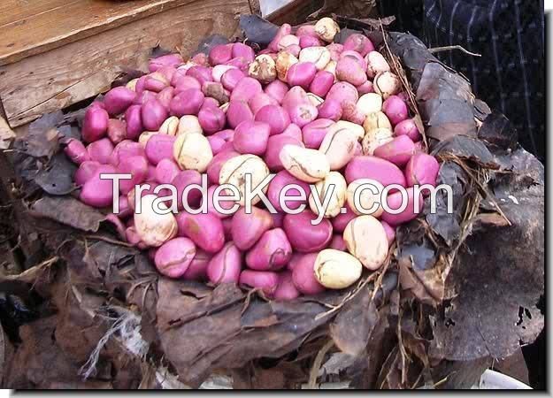 Kola Nut