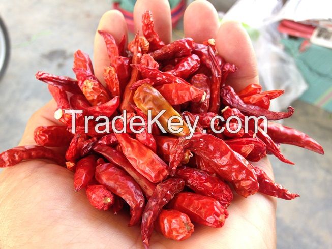 Trade Chance To Export And Import TEJA S17 Chili From India
