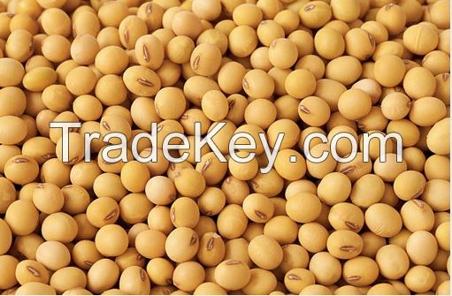 Organic Soybean