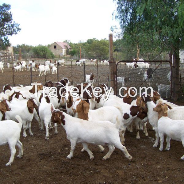 Boer Goats, Live Sheep, and Cows,Cattle, Lambs For Sale 