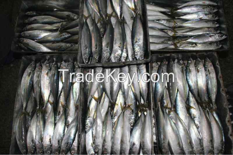 Frozen Pacific Mackerel Fish