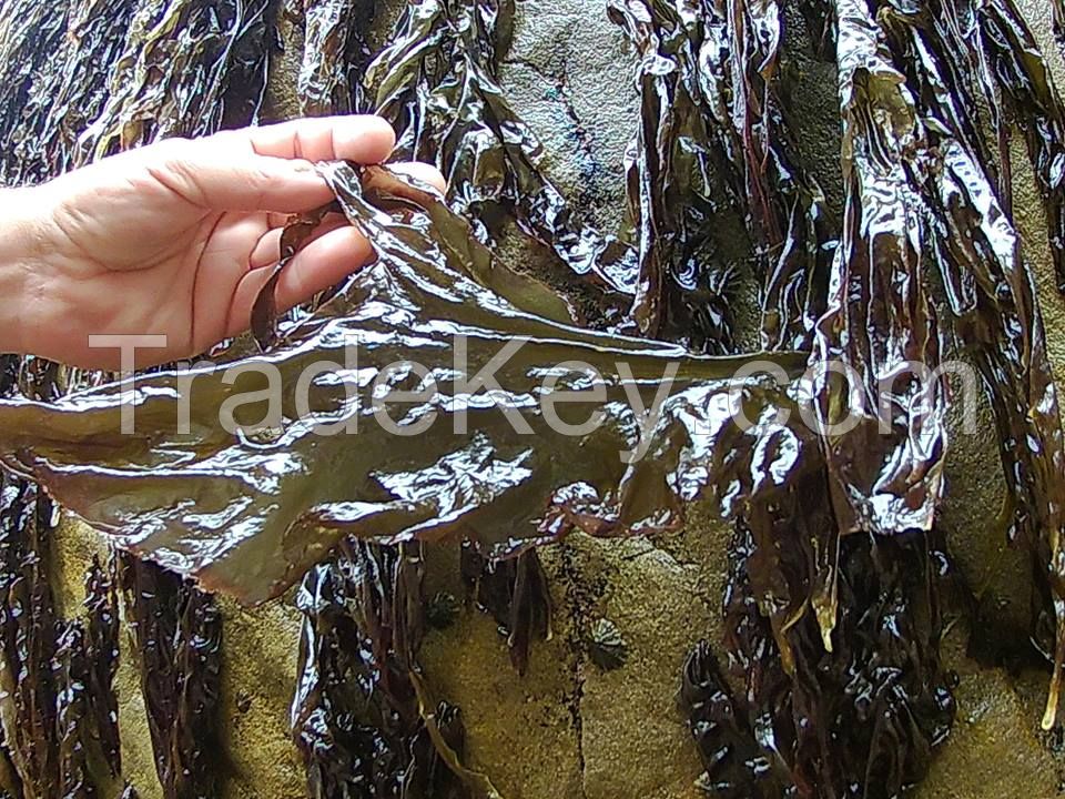 Nori algae - Porphyra umbilicalis
