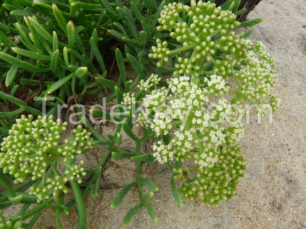 Sea fennel essential oil - Crithmum maritimum essential oil