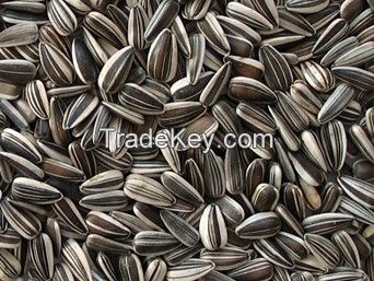 Grade A sunflower seeds