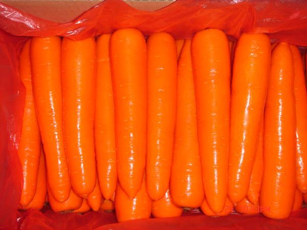 fresh carrot, red fresh carrots , organic carrots,carrots, new carrots,