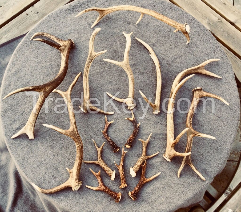 Scottish Red Deer Antlers Grade A+++