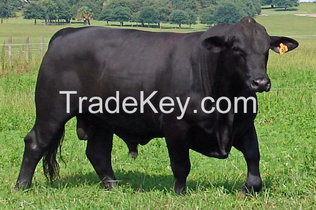 Native Aberdeen Angus Cattle breed