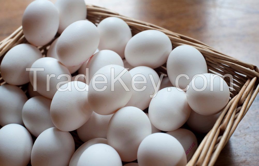 Fresh Chicken Eggs ( White and Brown)