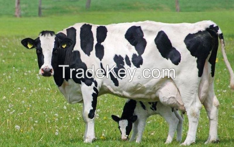 Holstein Heifers Dairy Cows~Calving in milk , 28 - 32 liter milk