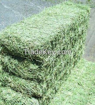 Alfalfa Hay Bales Purity 99.9%