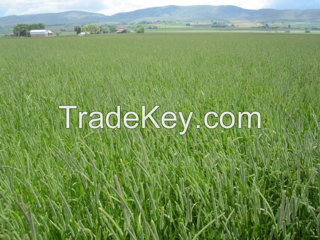 Timothy Hay, Mixed Hay, Grain Hay Best Quality