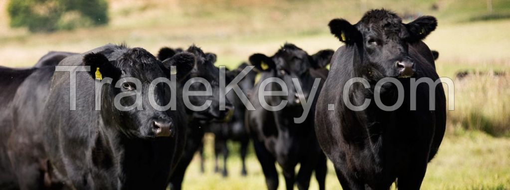 Available quality cattle livestock - Pregnant Heifers - Angus - Hereford - Charolais - Limousin - Simmenthal - Hybrids