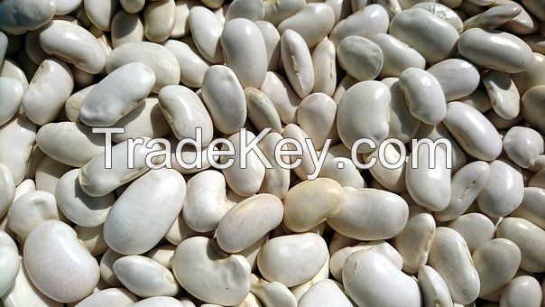 High quaity Red and white Beans, kidney beans from Madagascar