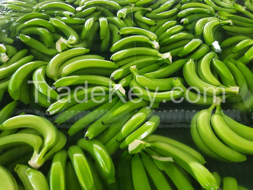 Cavendish Bananas 