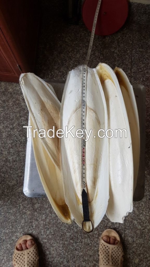 Cuttlefish Bones For Birds With Natural Color or Bleached White Color 0084947900124