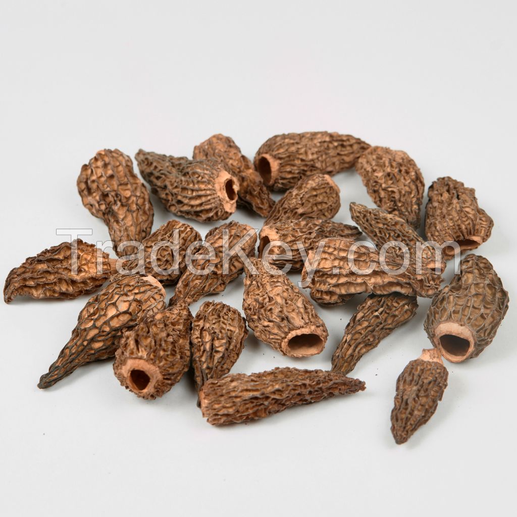Dried Morels (Morchella Conica)